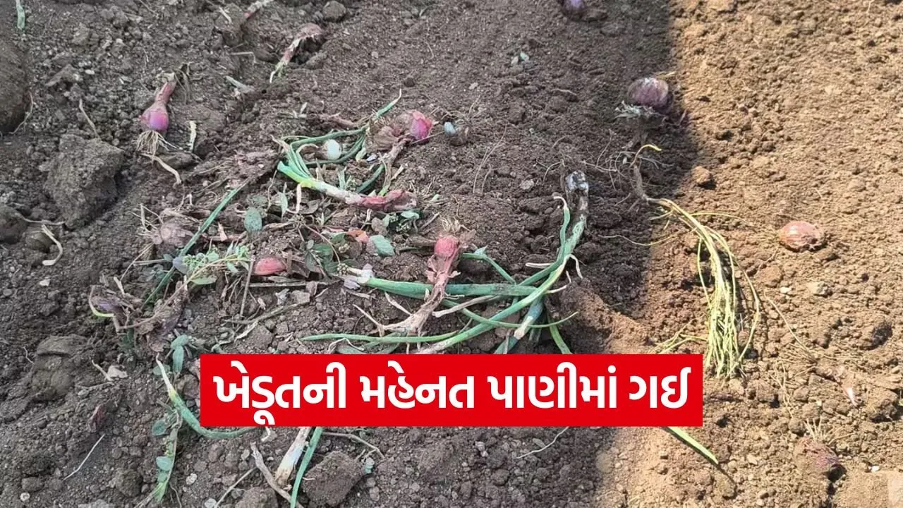 Kharif Onion Crop 1.jpg