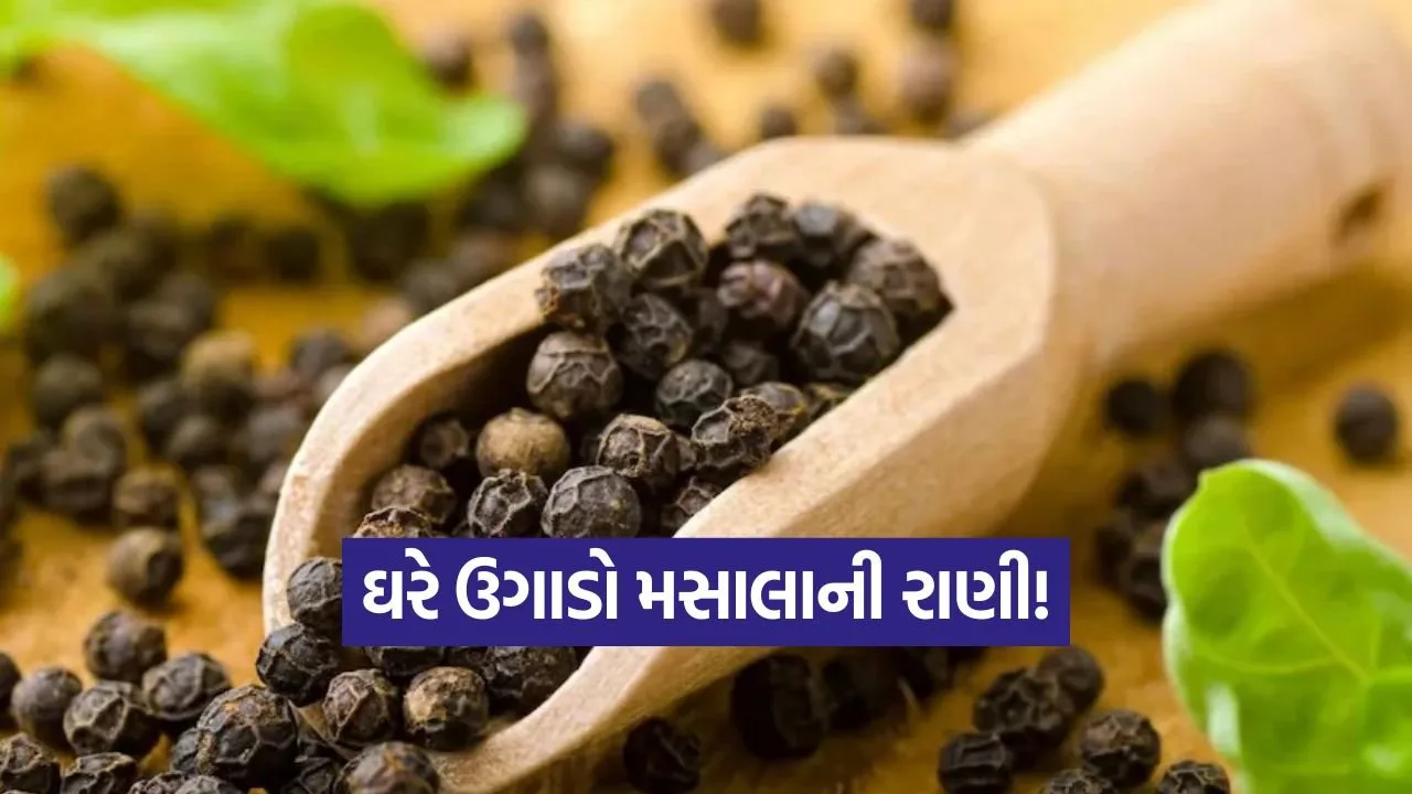 Black Pepper Planting in Winter 1.jpg