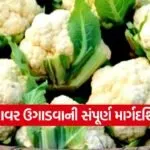 Cauliflower Cultivation in Winter 1