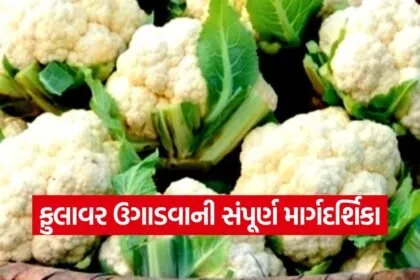 Cauliflower Cultivation in Winter 1