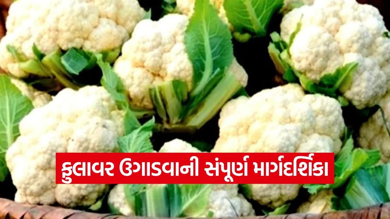 Cauliflower Cultivation in Winter 1.jpg