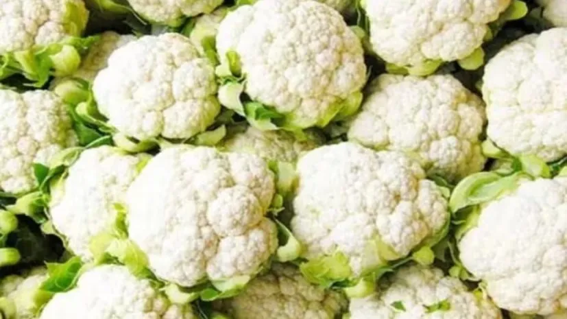 Cauliflower Cultivation in Winter 1.png