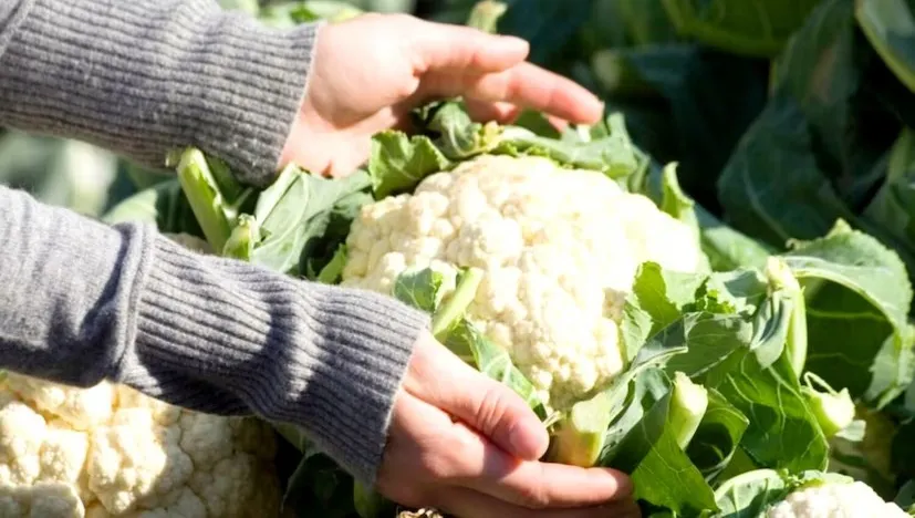 Cauliflower Cultivation in Winter 2.png