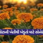 Marigold Cultivation 1