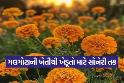 Marigold Cultivation 1