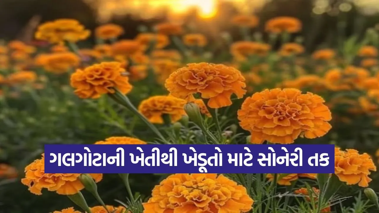 Marigold Cultivation 1.jpg