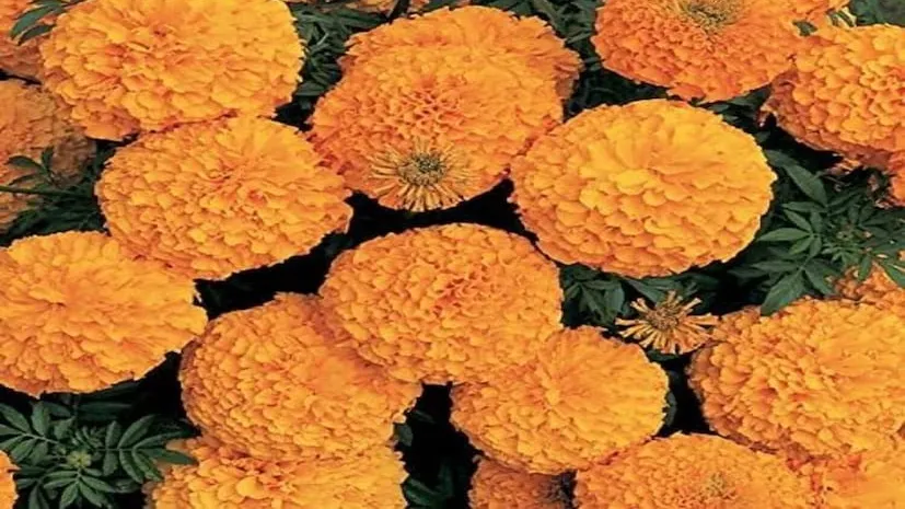 Marigold Cultivation 1.png
