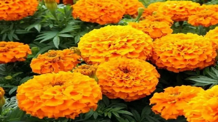 Marigold Cultivation 2.png