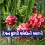 Dragon Fruit Farming 1