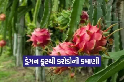 Dragon Fruit Farming 1