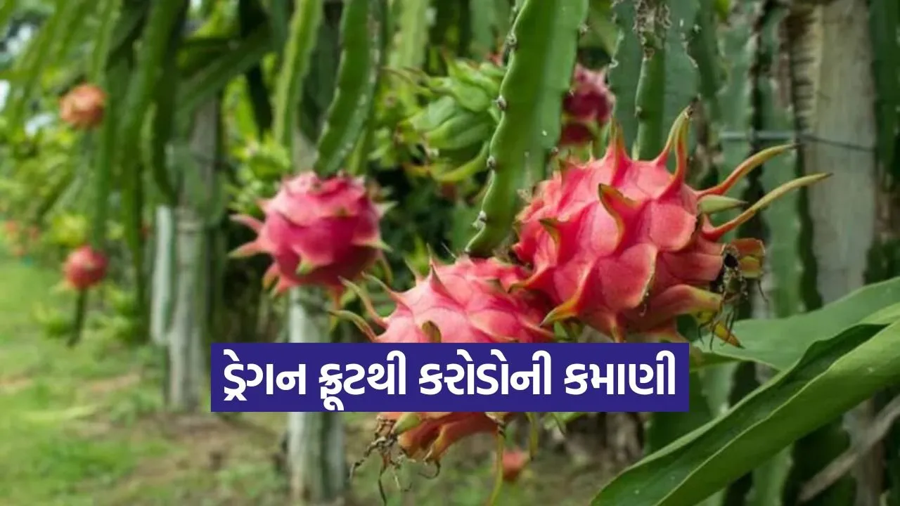 Dragon Fruit Farming 1.jpg