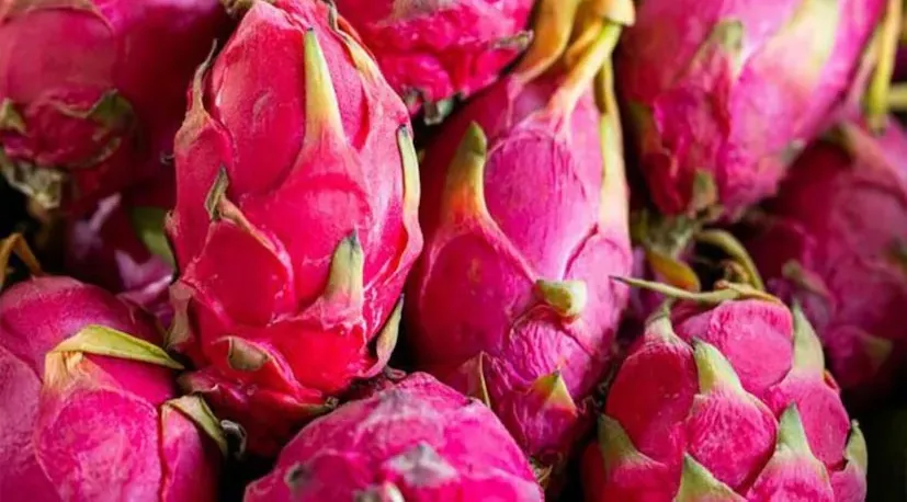 Dragon Fruit Farming 1.png