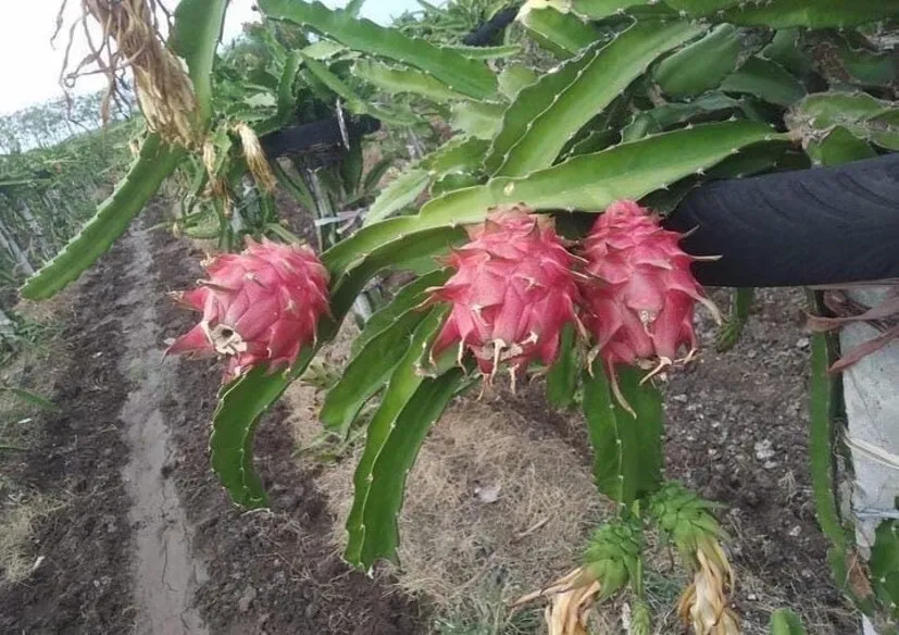 Dragon Fruit Farming 2.png