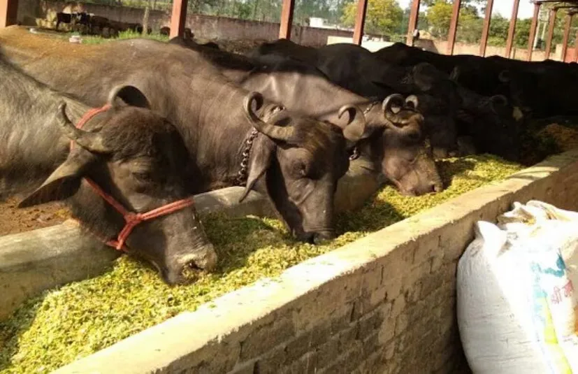 Milk Production 3.png