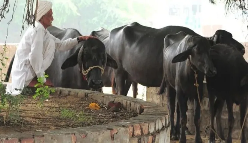 Milk Production 4.png