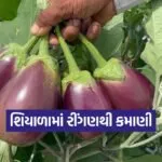 Brinjal Cultivation in Winter 1