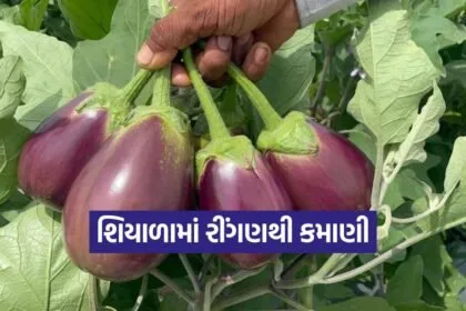 Brinjal Cultivation in Winter 1