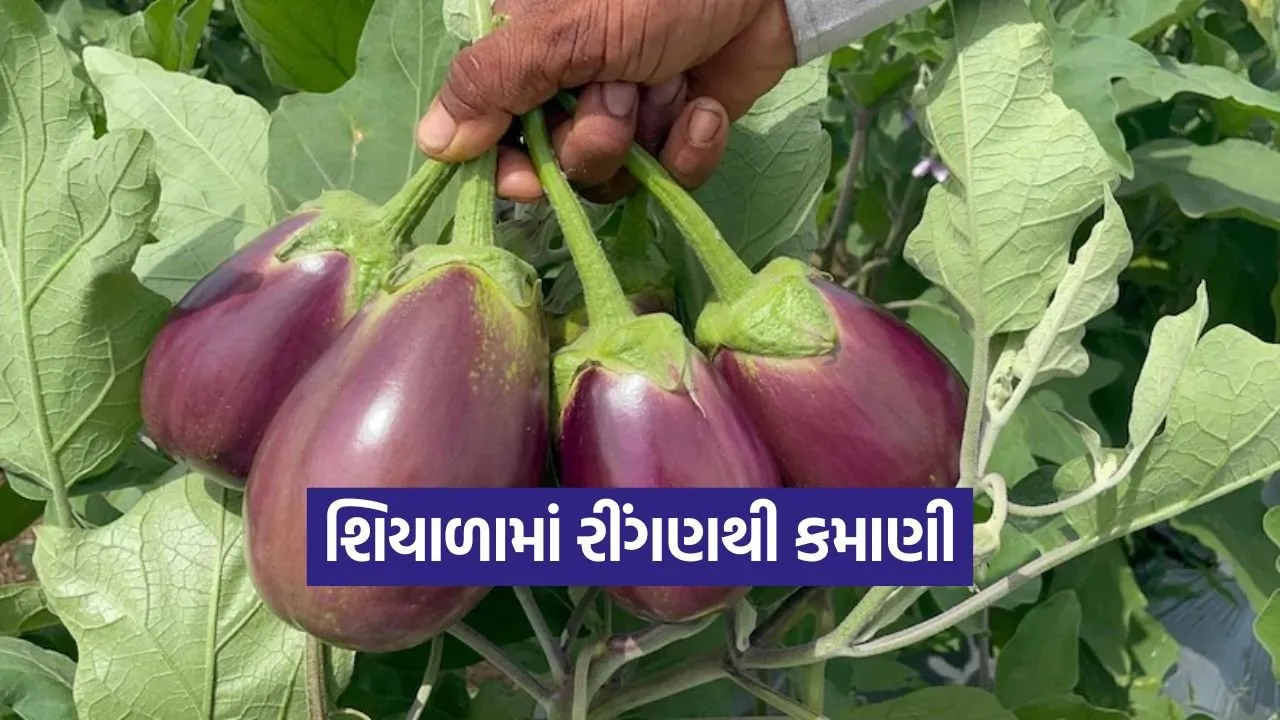Brinjal Cultivation in Winter 1.jpg