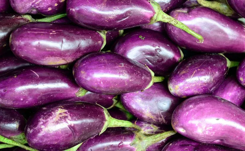 Brinjal Cultivation in Winter 1.png