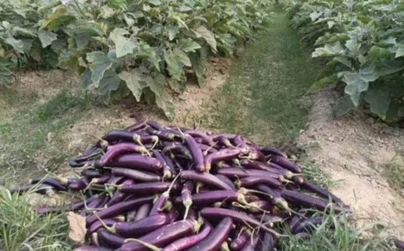 Brinjal Cultivation in Winter 2.png