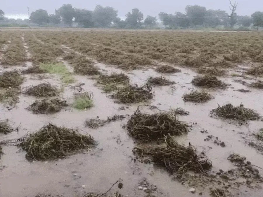 Gujarat Agriculture Relief Package: આજથી શરૂ થયું કૃષિ રાહત પેકેજનું રજીસ્ટ્રેશન, ખેડૂતોને 15 દિવસની તક 2 Gujarat Agriculture Relief Package 2.jpg