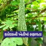 Bitter Gourd Cultivation 1