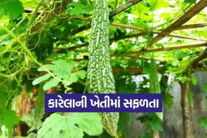Bitter Gourd Cultivation 1