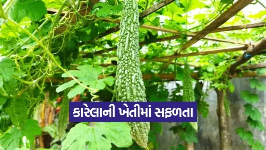 Bitter Gourd Cultivation 1