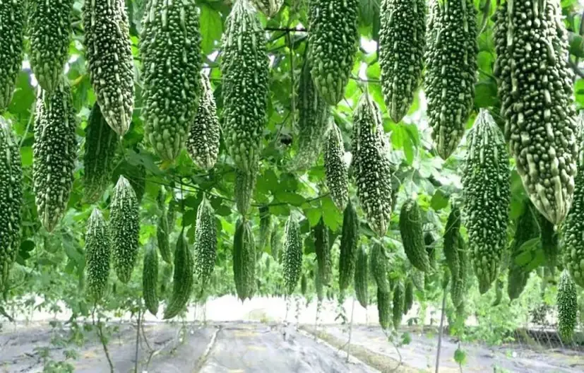 Bitter Gourd Cultivation 1.png
