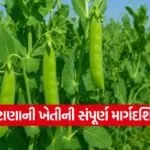 How to cultivate peas 1