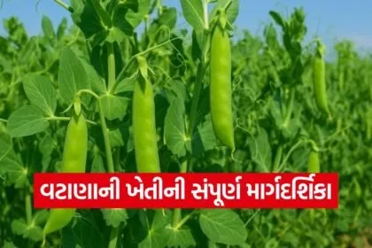How to cultivate peas 1