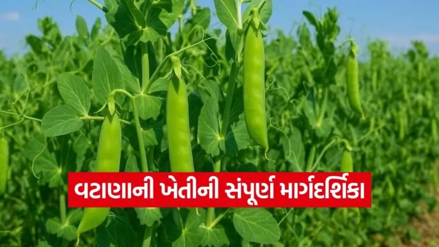 How to cultivate peas 1