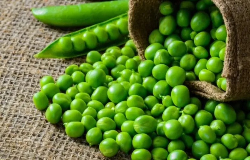 How to cultivate peas 1.png