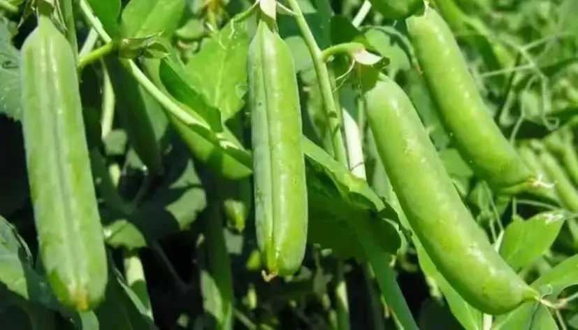 How to cultivate peas 2.png