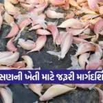 Tips for garlic cultivation 1