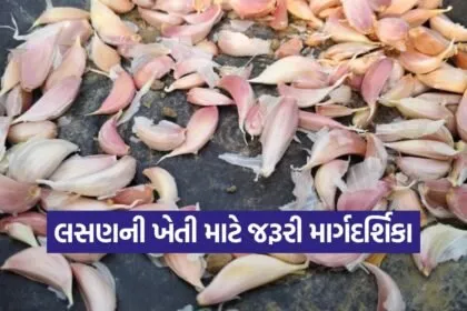 Tips for garlic cultivation 1