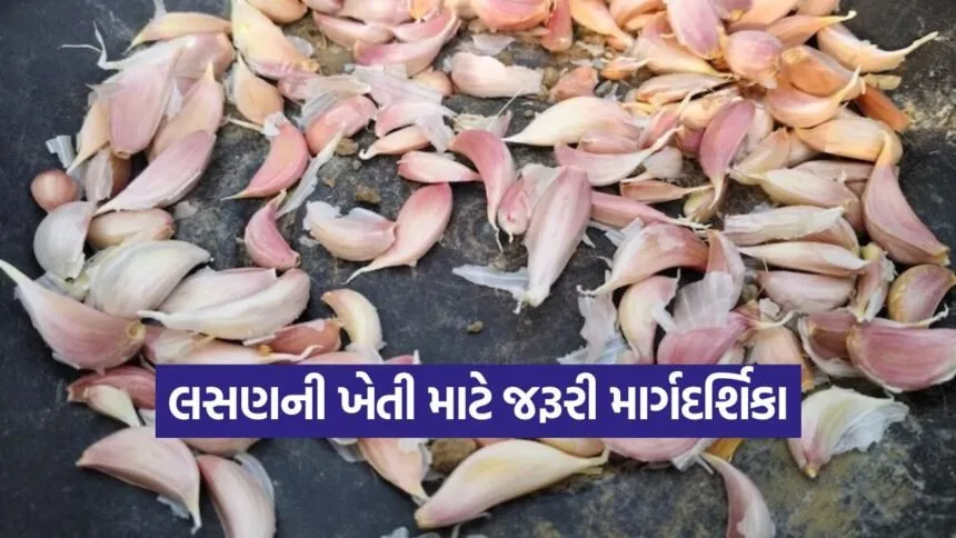 Tips for garlic cultivation 1