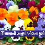 Winter flowers in November 1