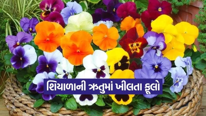 Winter flowers in November 1