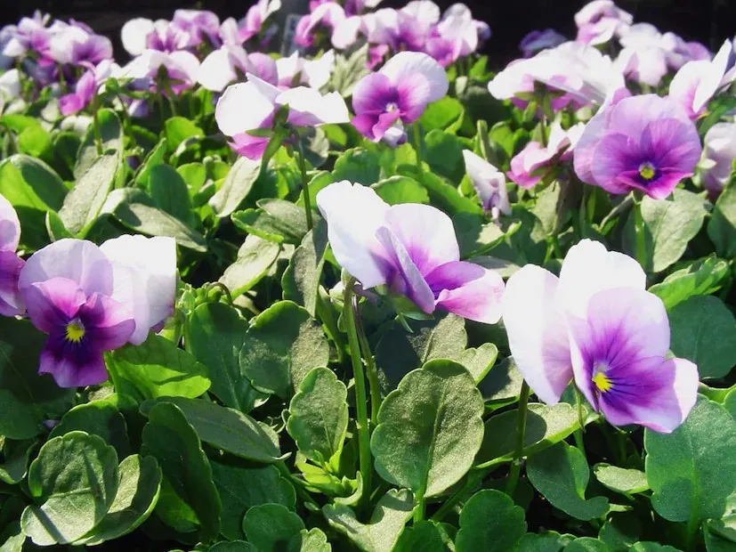 Winter flowers in November 1.png