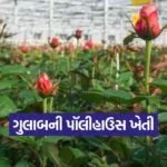 Polyhouse Rose Cultivation 1