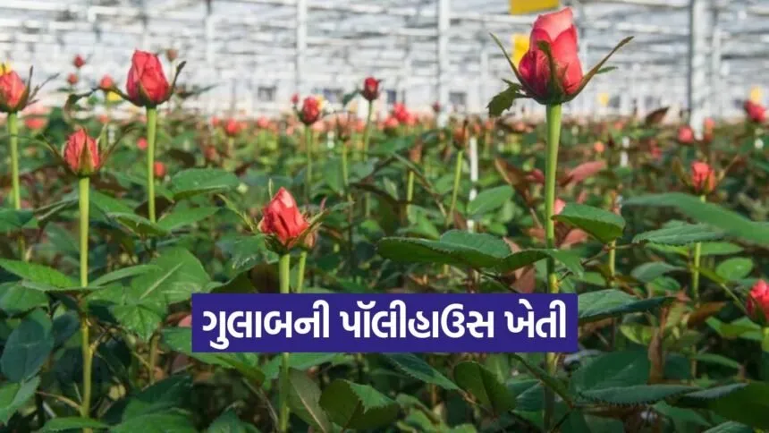 Polyhouse Rose Cultivation 1