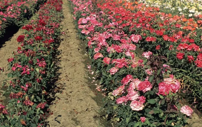 Polyhouse Rose Cultivation 1.png