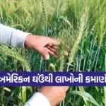 American Wheat Cultivation 1