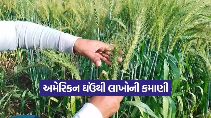 American Wheat Cultivation 1