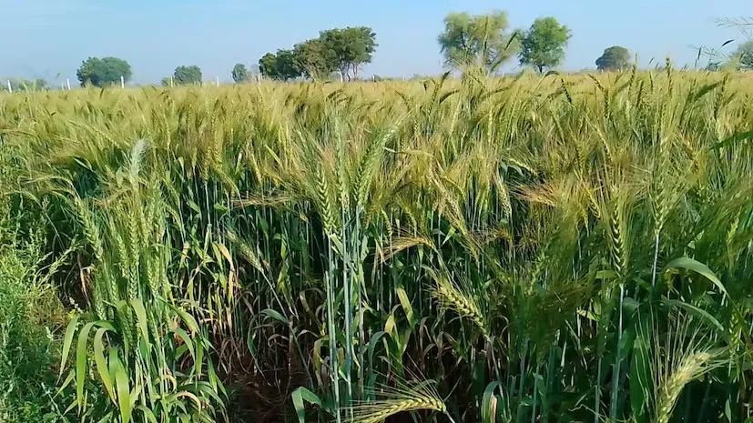 American Wheat Cultivation: માત્ર 2 કિલો બિયારણથી 4 એકરમાં 120 ક્વિન્ટલ ઘઉંનું રેકોર્ડ ઉત્પાદન 2 American Wheat Cultivation 1.png