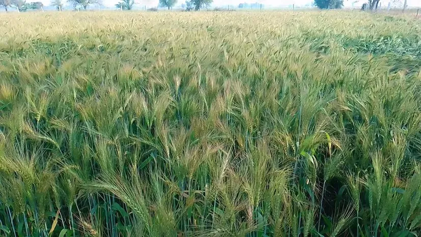 American Wheat Cultivation: માત્ર 2 કિલો બિયારણથી 4 એકરમાં 120 ક્વિન્ટલ ઘઉંનું રેકોર્ડ ઉત્પાદન 3 American Wheat Cultivation 2.png