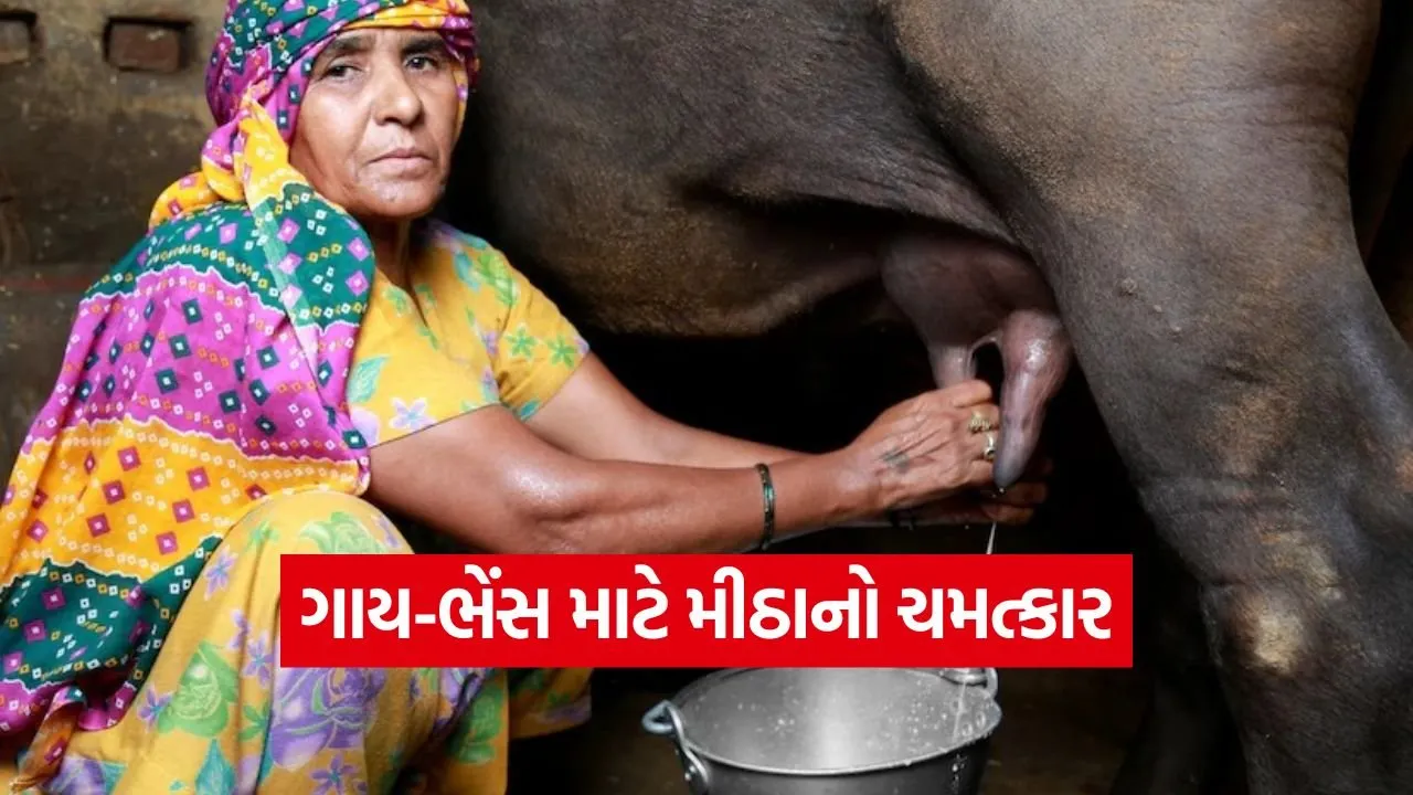 Salt benefits for dairy animals 1.jpg