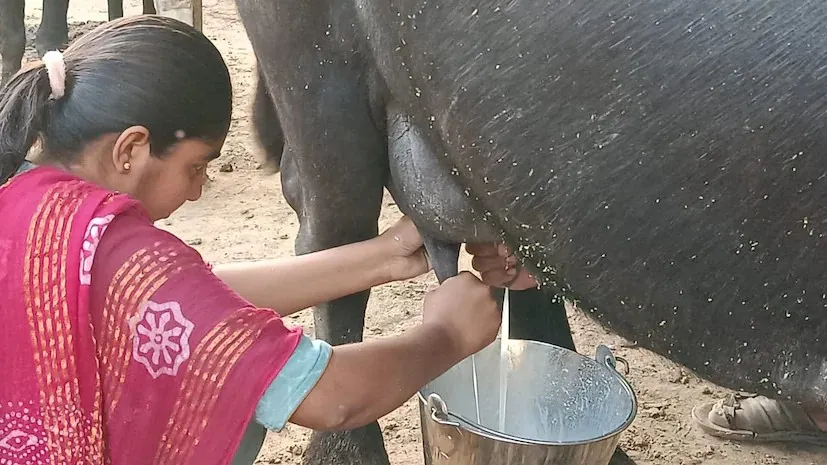 Salt benefits for dairy animals 1.png