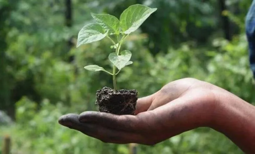 Organic farming in India 1.png